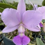 Walkeriana Donato x (Xisto I x Xisto II)