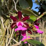 Cattleya Aclandiae Nigrescens - PERFUMADA