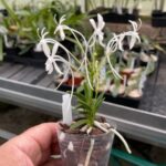 Vanda (Neofinetia) falcata Yasuri Takakuma' - Orquídea Samurai - RARÍSSIMA