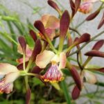 Encyclia Guatemalensis x Argentinensis - COLEÇÃO