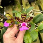 Cattleya Aclandiae Tipo