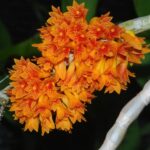 Dendrobium Bullenianum - COLEÇÃO