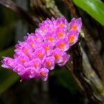 Dendrobium Secundum - COLEÇÃO