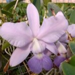 C. Walkeriana Coerulea (Shell x Blue Indigo)