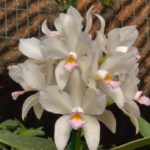 C. Amethystoglossa (Fenômeno x Crystal)