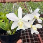 C. Nobilior Alba Boa Vista