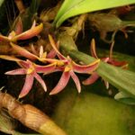 Bulbophyllum Patens - COLEÇÃO