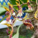 Bulbophyllum Crabro - RARÍSSIMO