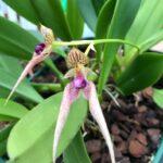 Bulbophyllum Kalimpong - COLEÇÃO