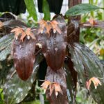 Coelogyne Incrassata - COLEÇÃO