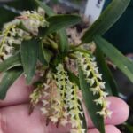 Dendrochilum Pygmaea - COLEÇÃO