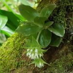Eurystyles Actinosophila - RARÍSSIMA