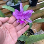 C. Walkeriana Nativa ''Trilabelo''