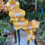 Phalaenopsis Las Vegas - COLEÇÃO