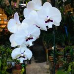 Phalaenopsis Younghome Gentleman 'Moustache' (Reyoung Prince) - COLEÇÃO