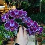 Phalaenopsis Anthura Cadiz - COLEÇÃO