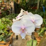 Phalaenopsis Big Lip Leontine - COLEÇÃO