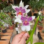 Beallara ''Tahoma Glacier''