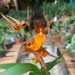 Adaglossum Tarantula ''Sweet Orange''