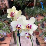 Phalaenopsis Deep Secret - COLEÇÃO