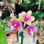 Phalaenopsis Anthura Grosseto - COLEÇÃO