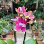 Phalaenopsis Bowdion - COLEÇÃO