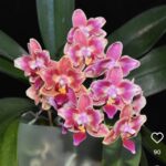 Phalaenopsis Bowdion ''Pelórica'' - COLEÇÃO