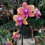 Phalaenopsis Buddha Bronze - PERFUMADA