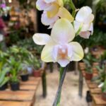Phalaenopsis Buddha Bronze ''Lemon Pelórica'' - PERFUMADA