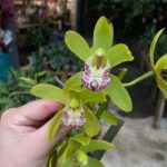 Cymbidium Cliff Hutchings  - PERFUMADA