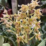 Dendrobium Polysema - RARÍSSIMA - COM FLOR