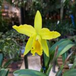 Cattleya Luteola x Laelia Itambana - COM FLOR