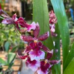 Burrageara Barrocco Red ''Cheiro Cereja''