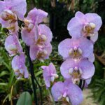 Phalaenopsis Leopard Prince - PINTALGADA