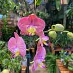 Phalaenopsis ''Paradox'' - RARÍSSIMA