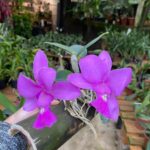 Walkeriana Renata x Merlin