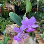 Walkeriana Medalha de Ouro x Safira