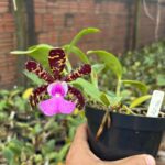 Cattleya Aclandiae TIPO - PERFUMADA