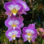 Phalaenopsis Anthura Split - COLEÇÃO