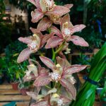 Cymbidium Enzan Knuckle 'Paulista - COM FLOR