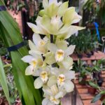 Cymbidium Early Sue Paddy - COM FLOR