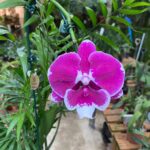 Kokedama Phalaenopsis Allura 'Black Swan' - COLEÇÃO