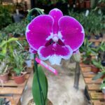 Kokedama Phalaenopsis Allura 'Black Swan' - COLEÇÃO