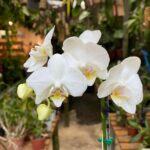Mini Phalaenopsis Branca - COLEÇÃO