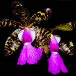 Touceira Cattleya Big Lip x Bela Vista - PERFUMADA