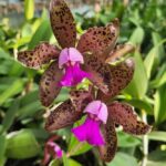 Cattleya Tigrina (N°1) - Cheiro Cravo e Canela