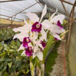 Cattleya Laelia Purpurata (N°2) - PERFUMADA