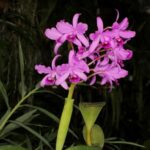 Cattleya Bowringiana - COLEÇÃO