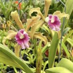 Cattleya Laelia Grandis - COLEÇÃO