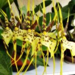 Brassia Eternal Wind ''Orquídea Aranha'' - COLEÇÃO
